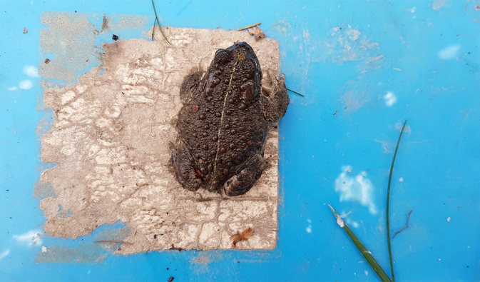 Die Kreuzkröte (Bufo calamita) bevorzugt als Pionierart offene, vegetationsarme Standorte mit flachen, besonnten Wasserstellen. – Foto: Mario Fickel