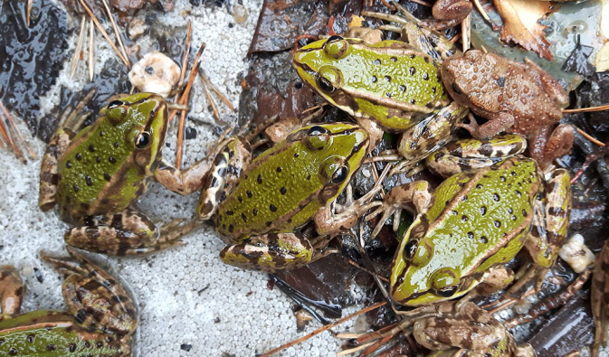 Der Teichfrosch (Rana kl. esculenta) ist durch sein Quaken, welches auch tagsüber zu hören ist, leicht erfassbar. Er bevorzugt offene, besonnte Uferbereiche. – Foto: Mario Fickel