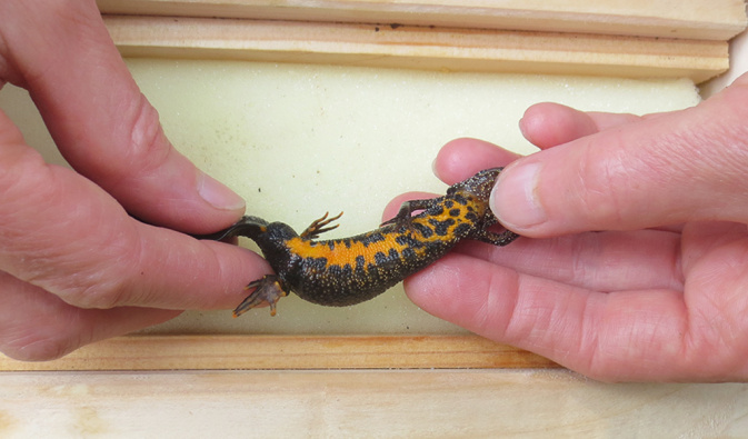 Kammmolch (Triturus cristatus), Fotos vom